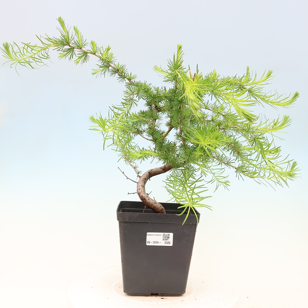 Vonkajšie bonsaje -Larix decidua - Smrekovec