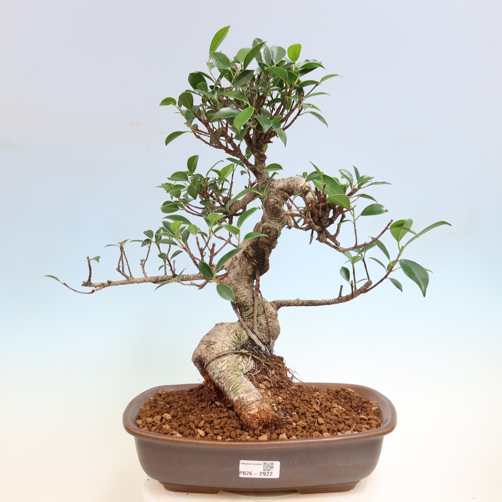 Izbové bonsaje - Ficus kimmen - drobnolistý fikus