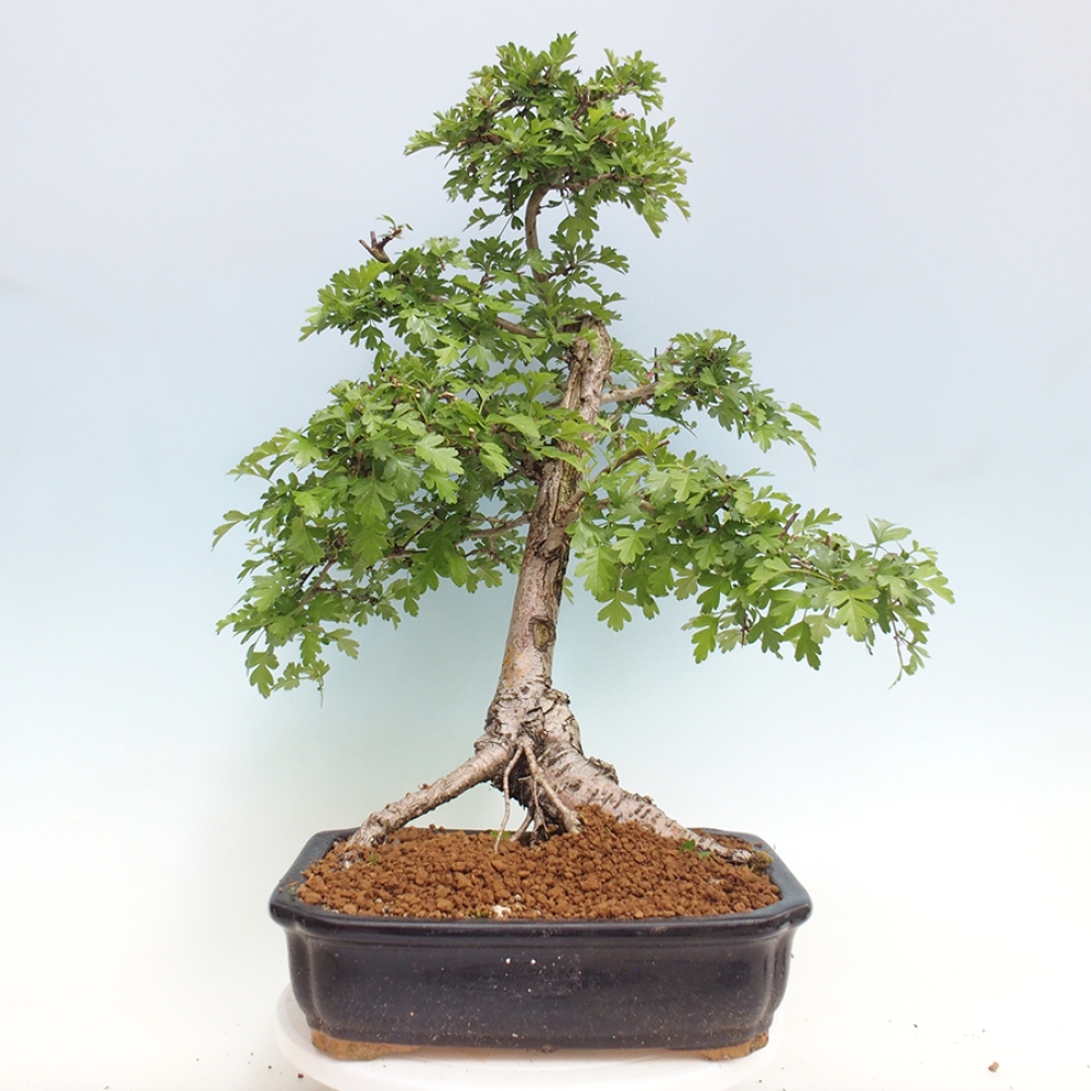 Vonkajší bonsai - Hloh - Crataegus monogyna