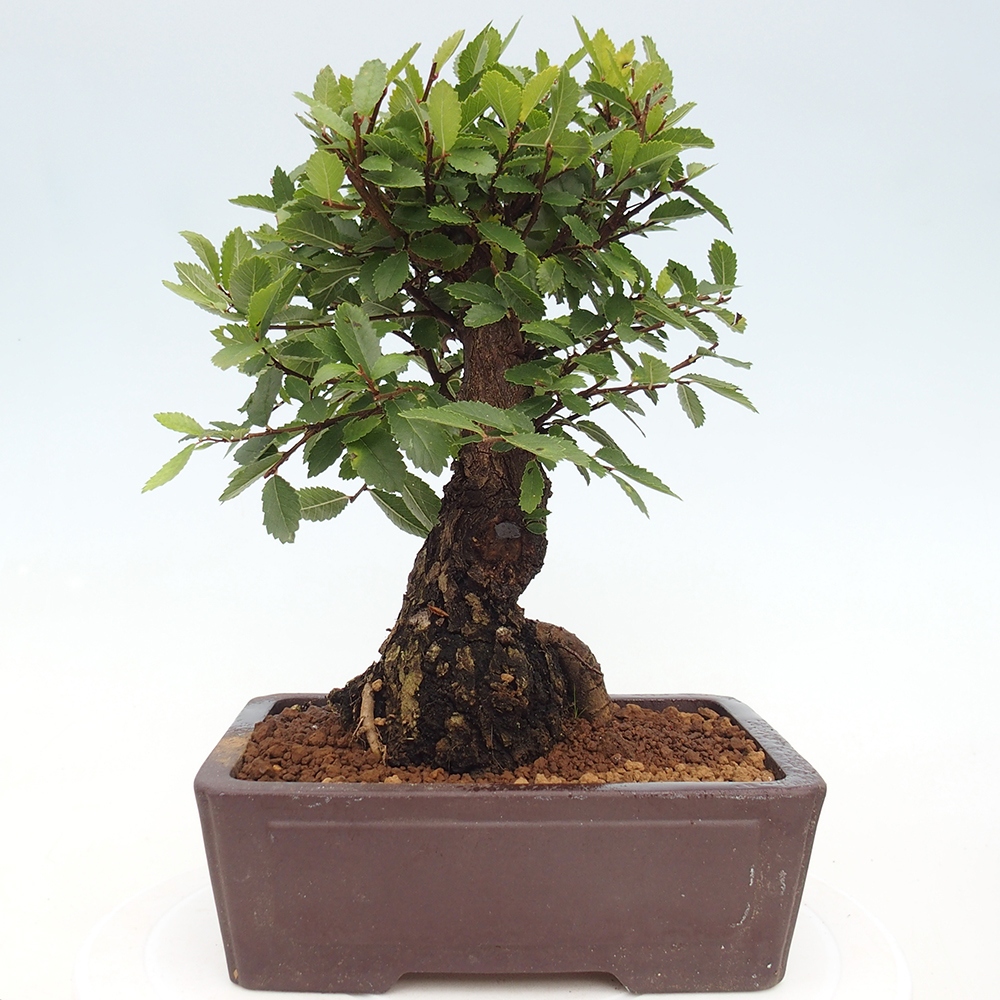 Vonkajšie bonsaje - Zelkova - Zelkova NIRE