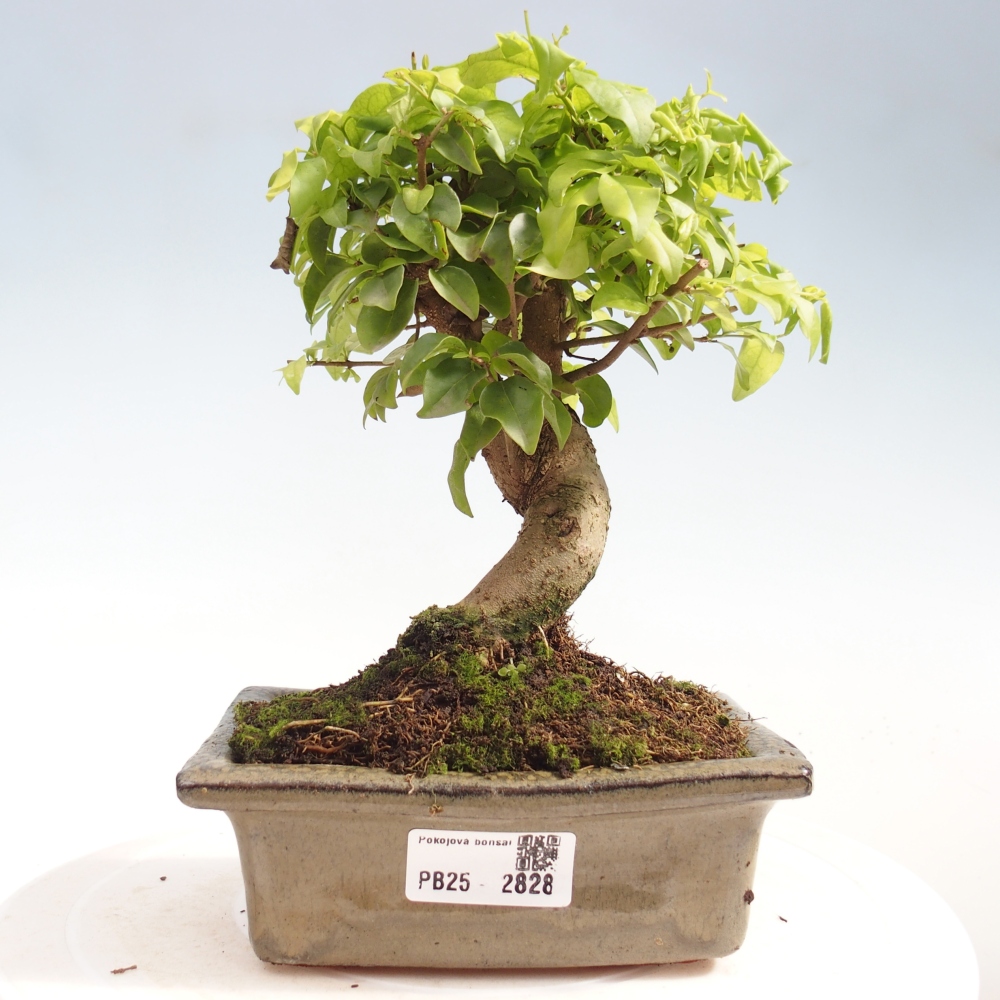Izbová bonsai -Ligustrum chinensis - Vtáčí zob