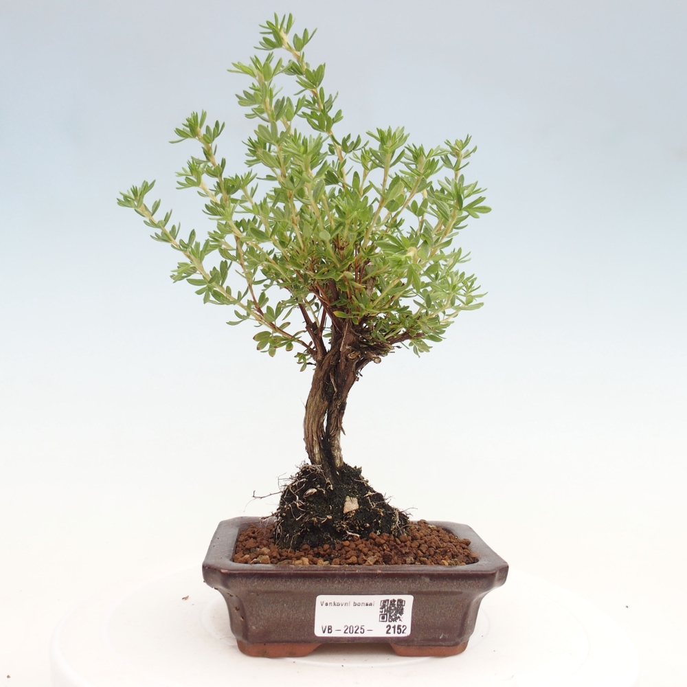 Vonkajšia bonsai-Nátržník krovitá - potentila fruticosa yellow Bird