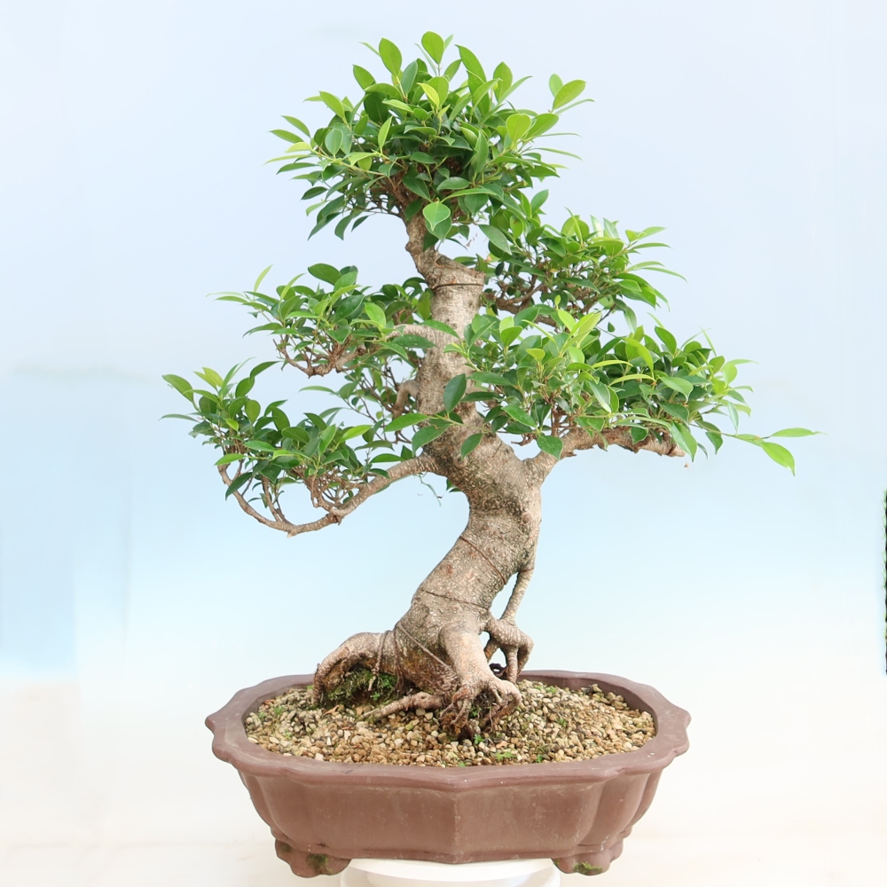 Izbové bonsaje - Ficus kimmen - drobnolistý fikus