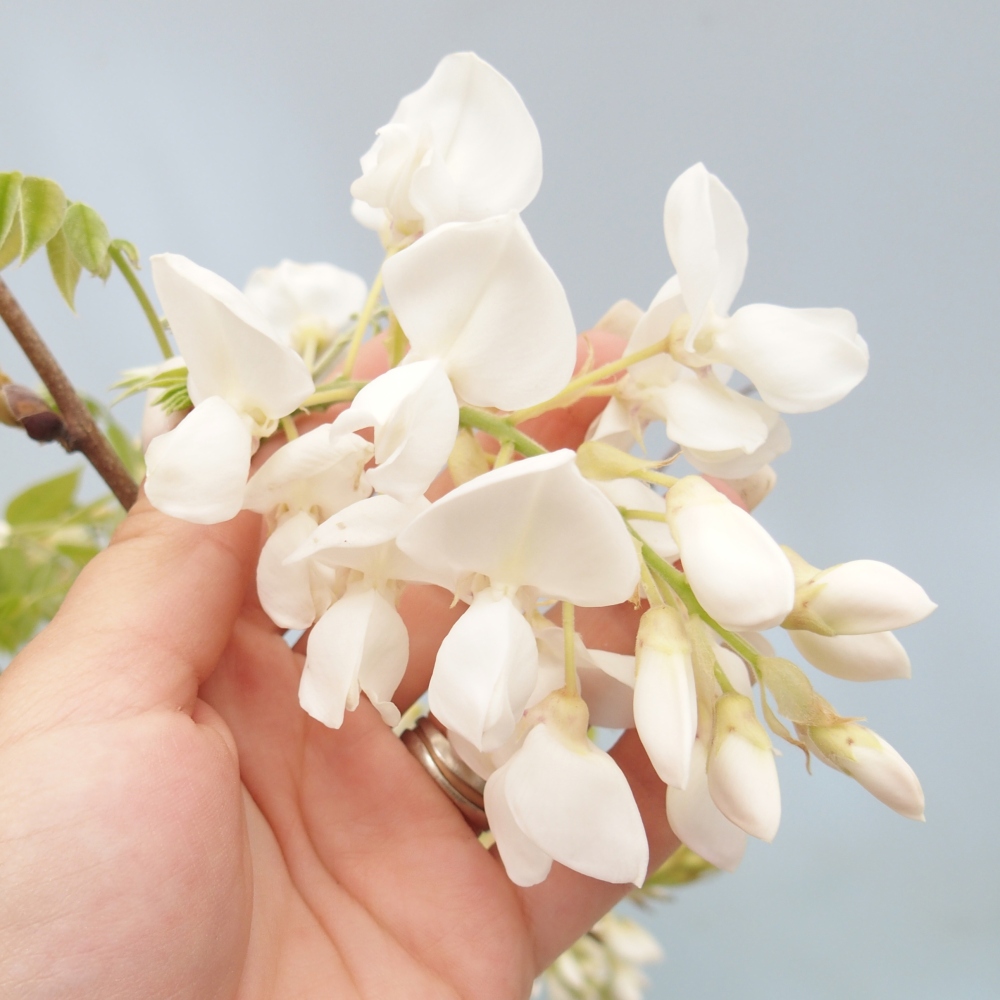 Vonkajšie bonsaje - Vistárie - Wisteria