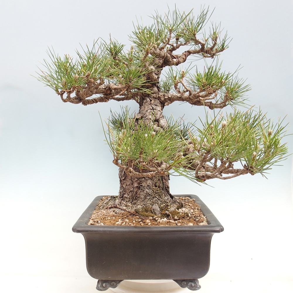 Vonkajšie bonsaje - Pinus thunbergii - borovica Thunbergova