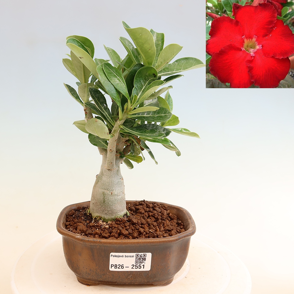 Izba bonsai – Adenium obesum Red Star – Púštna ruža