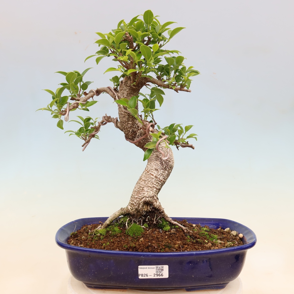 Izbové bonsaje - Ficus kimmen - drobnolistý fikus