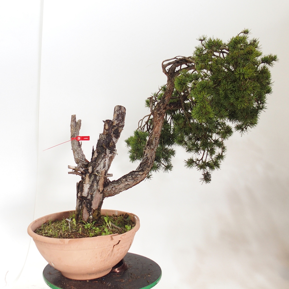 Yamadori - Pinus sylvestris Španielsko