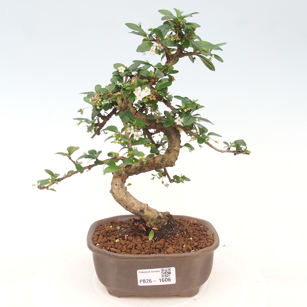 Izbové bonsaje - Carmona macrophylla - Tea fuki