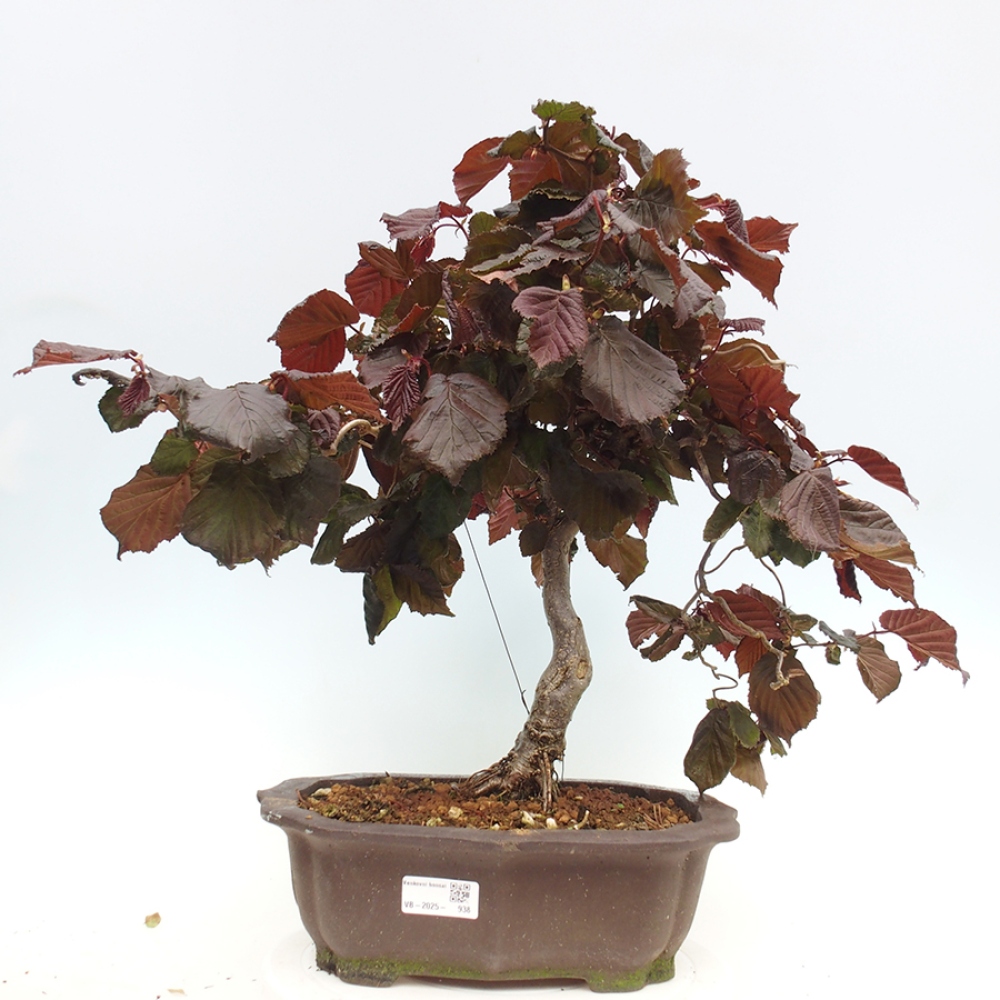 Vonkajší bonsai - Corylus Avellana Red Majestic - Lieska obyčajná