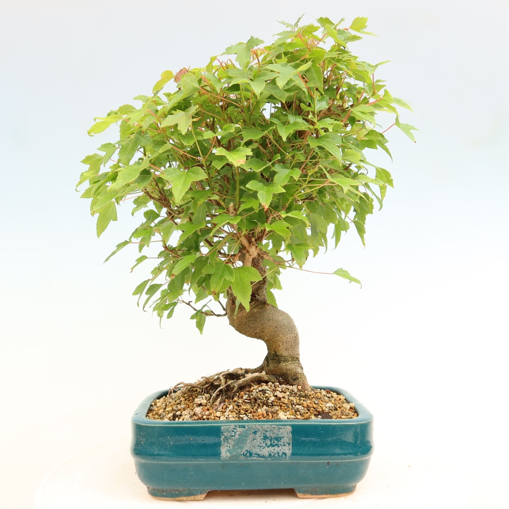 Vonkajšie bonsaje - Javor Burger - Acer Burgerianum