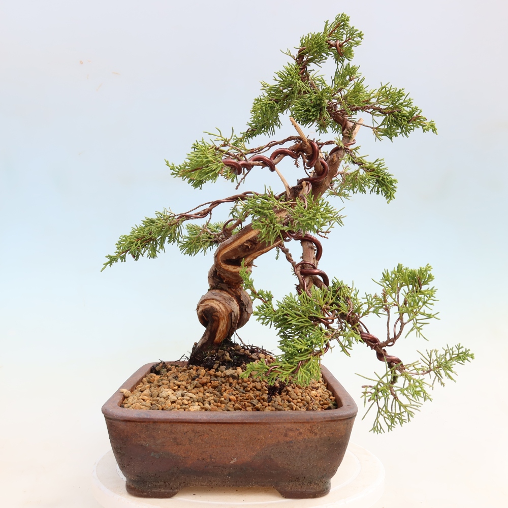 Vonkajší bonsai – Juniperus chinensis Itoigawa – čínsky jalovec