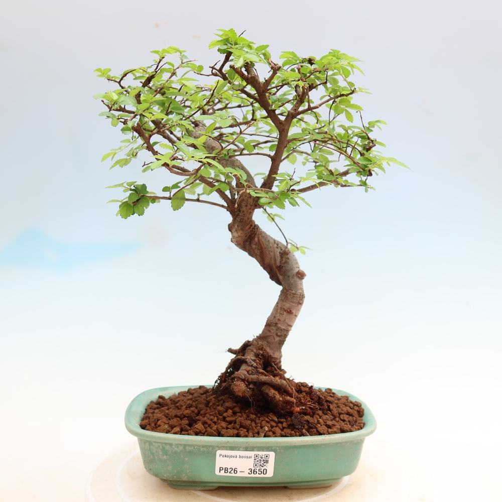 Izbový bonsaj - Ulmus parvifolia - brest malolistý