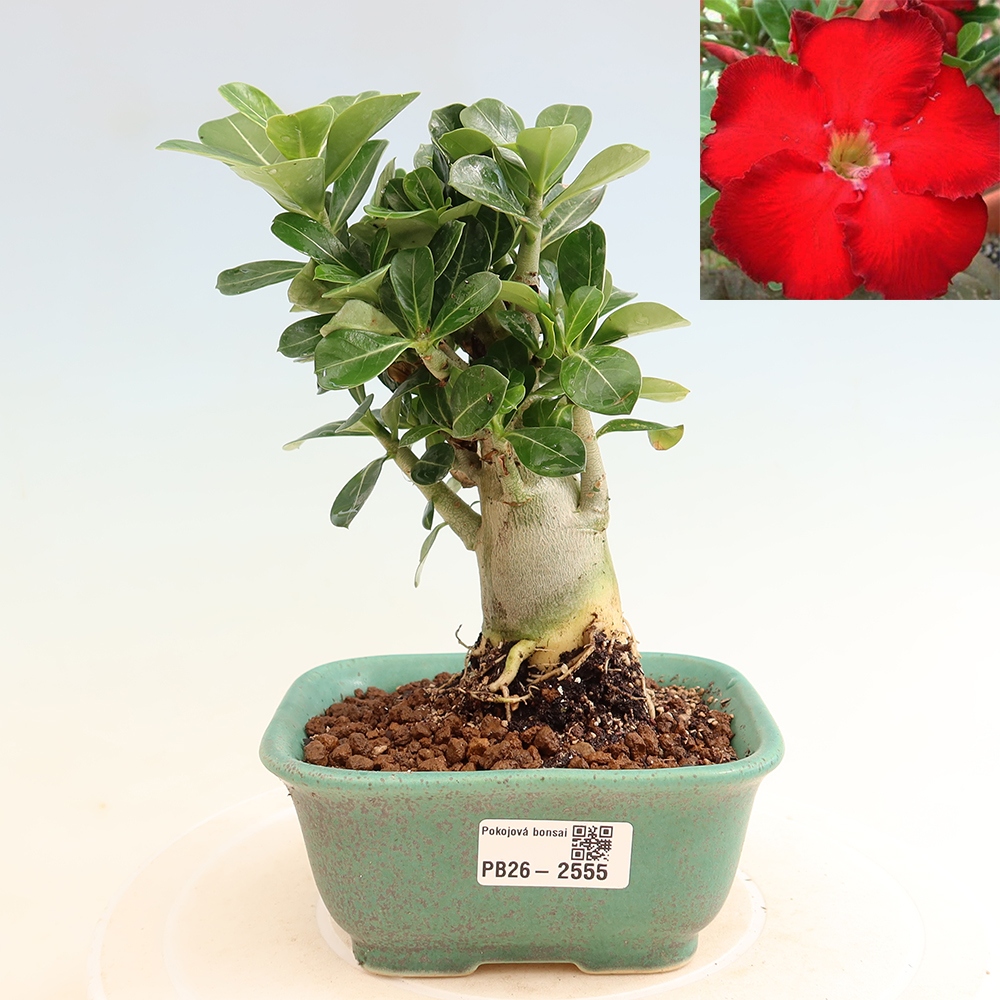 Izba bonsai – Adenium obesum Red Star – Púštna ruža