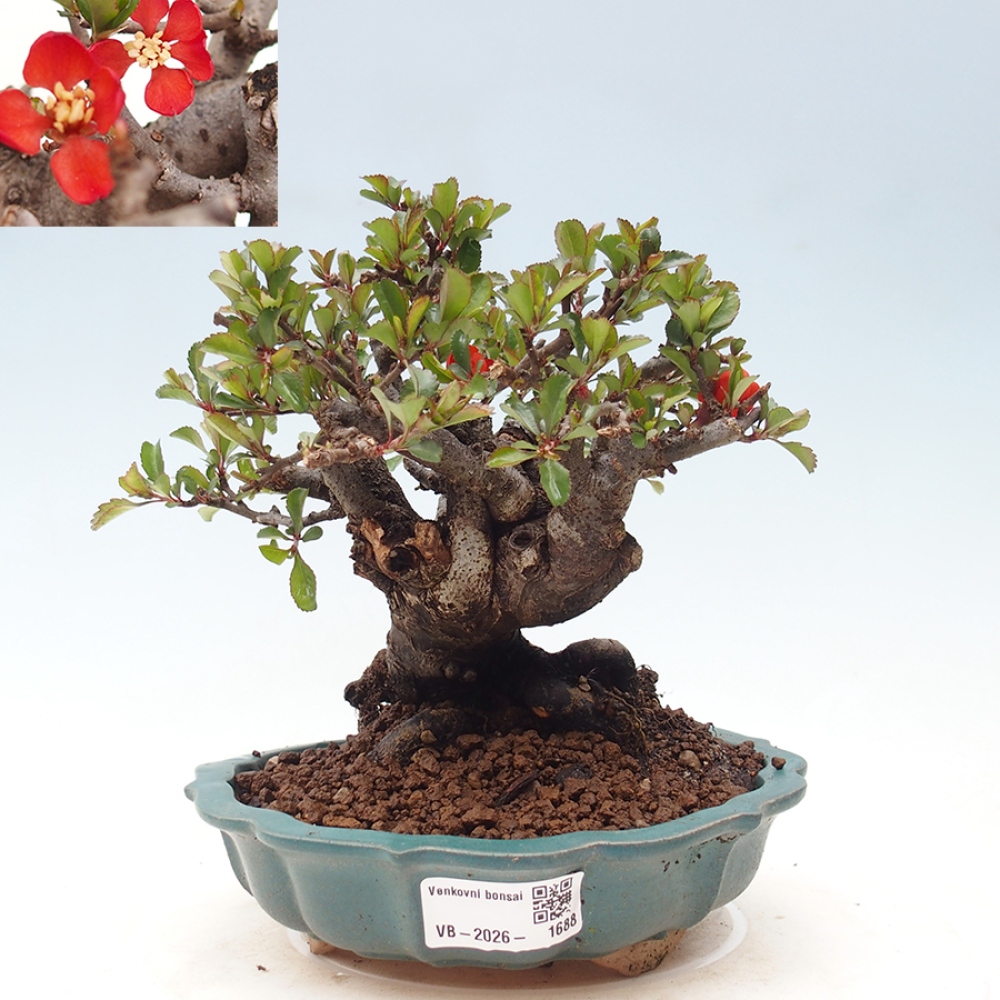 Vonkajšie bonsaje - Chaneomeles speciosa - Kdoule