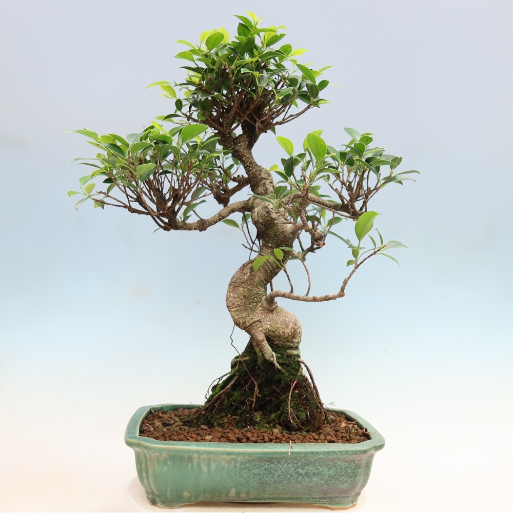 Izbové bonsaje - Ficus kimmen - drobnolistý fikus