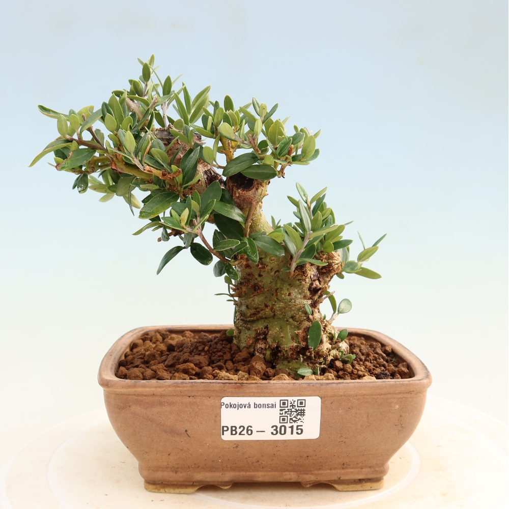 Izbový bonsaj - Olea europaea sylvestris