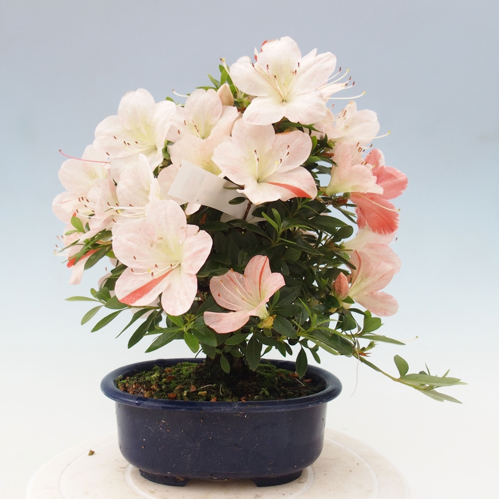 Vonkajší bonsai - Japonská azalka -  Azalea Asazakura