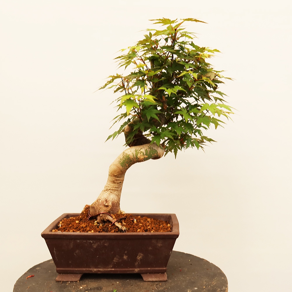 Vonkajšie bonsaje - Maple palmatum - Palmy