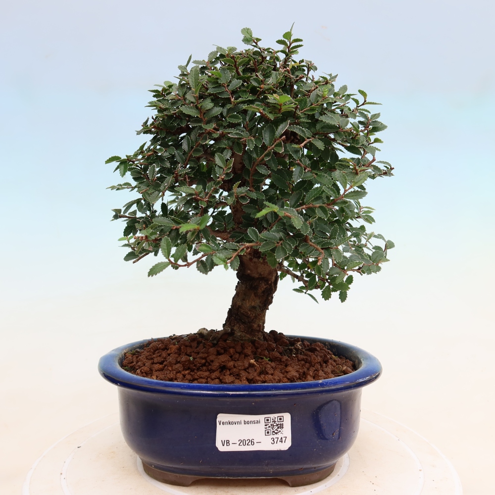 Vonkajšie bonsaje - Zelkova - Zelkova NIRE