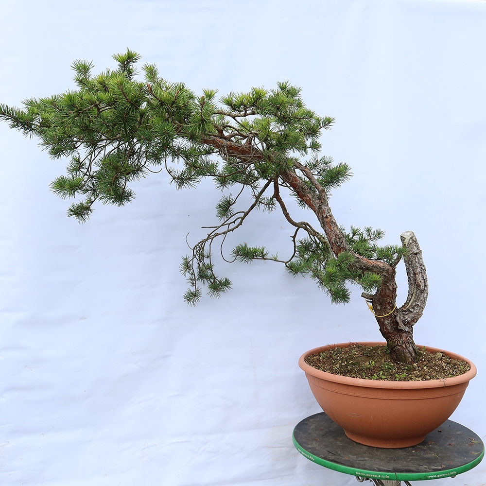 Pinus sylvestris Španielsko – borovica lesná
