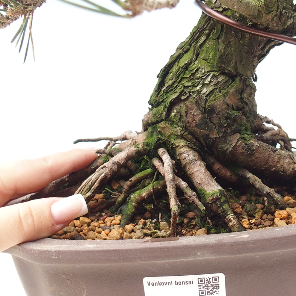 Vonkajšia bonsaj - Pinus thunbergii Kotobuki - borovica Thunbergova