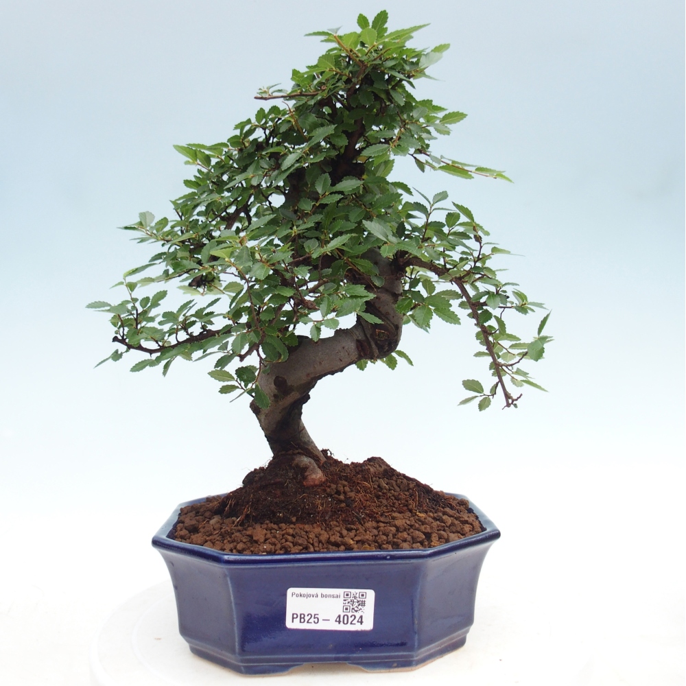 Izbový bonsaj - Ulmus parvifolia - brest malolistý
