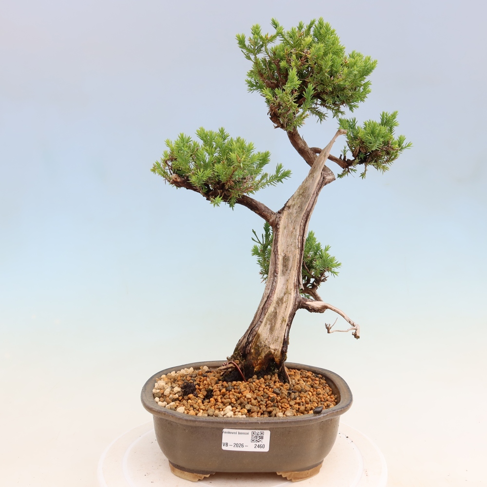 Vonkajší bonsai – Juniperus squamata – Jalovec šupinatý