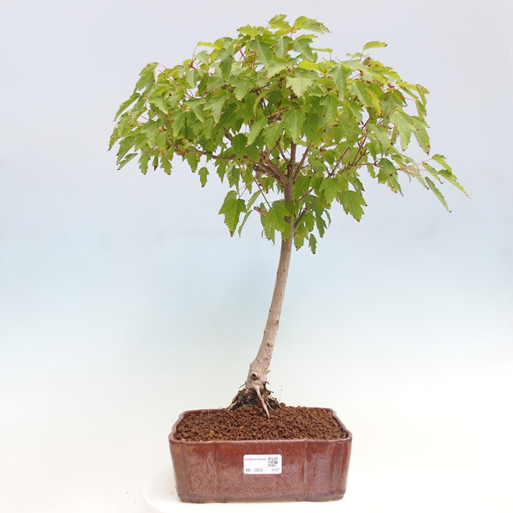 Vonkajšie bonsai - Acer ginala - Javor ohnivý