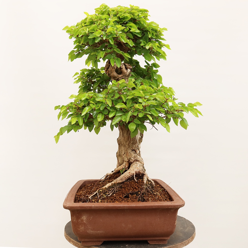 Vonkajší bonsai -Carpinus Coreana - Hrab kórejský
