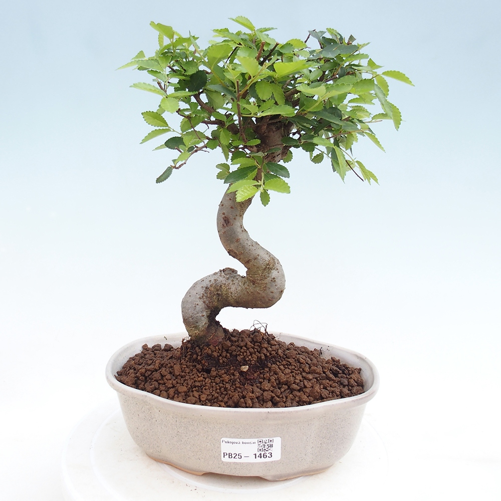 Izbová bonsai - Ulmus parvifolia - Malolistý brest