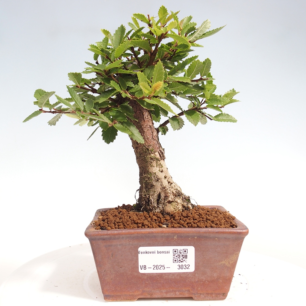Vonkajšie bonsai - Zelkova - Zelkova Nirom