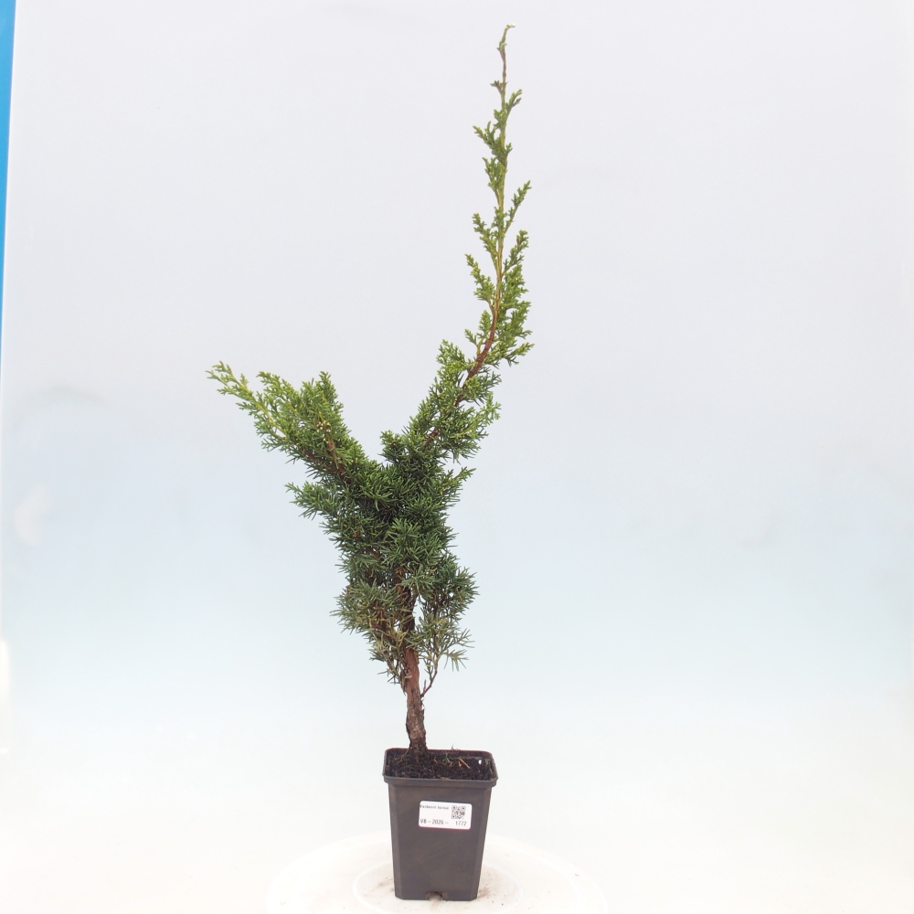 Vonkajší bonsaj - Juniperus chinensis Kishu