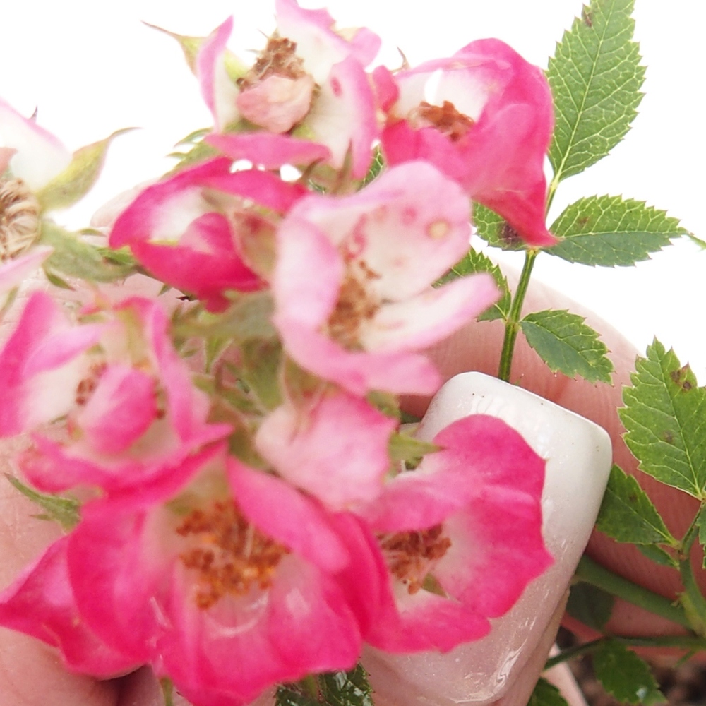 Vonkajší bonsai - Rosa Cutie Pie - Ruže 