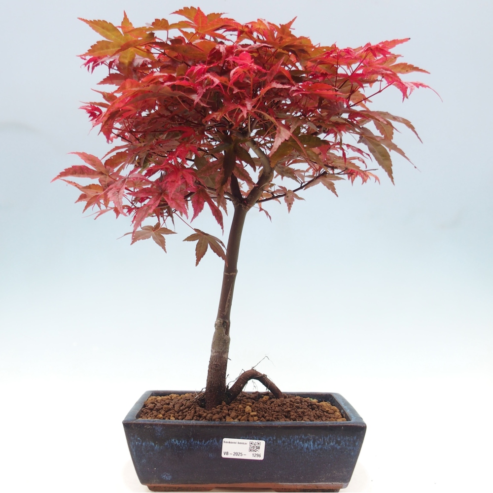 Vonkajšie bonsai - Javor dlaňolistý - Acer palmatum DESHOJO
