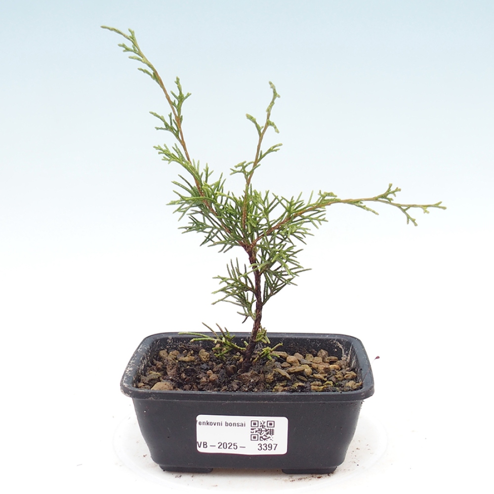 Vonkajší bonsai - Juniperus chinensis Itoigawa -Jalovec čínsky
