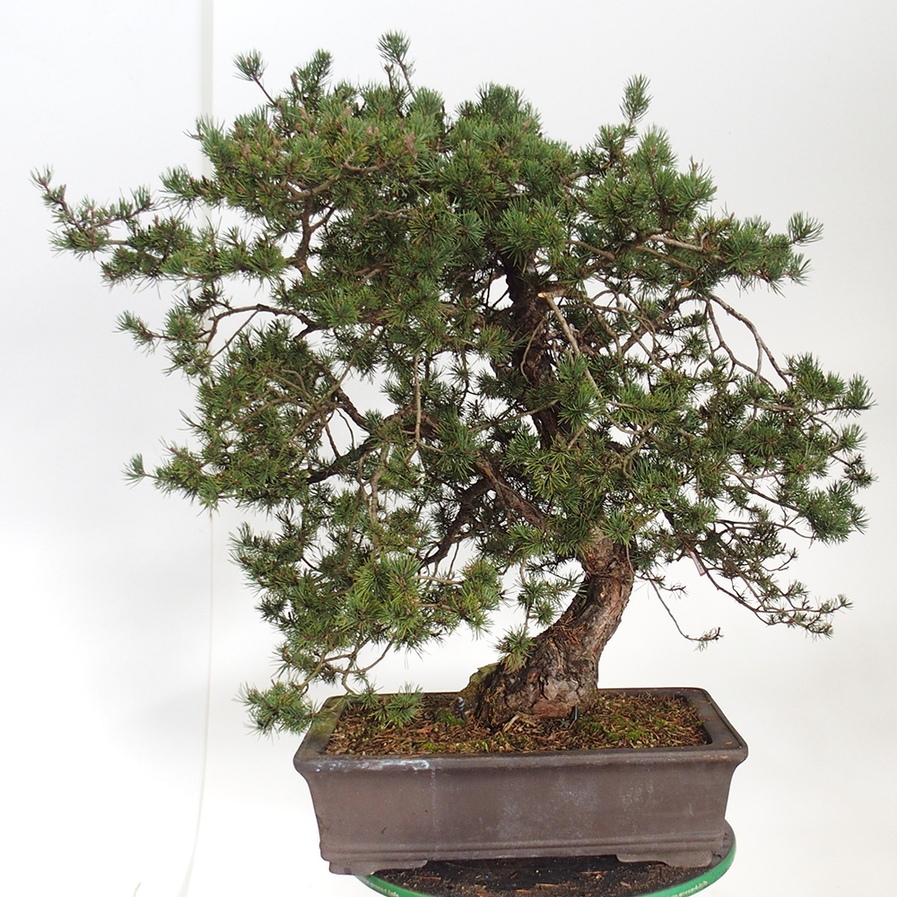 Yamadori - Pinus sylvestris Španielsko