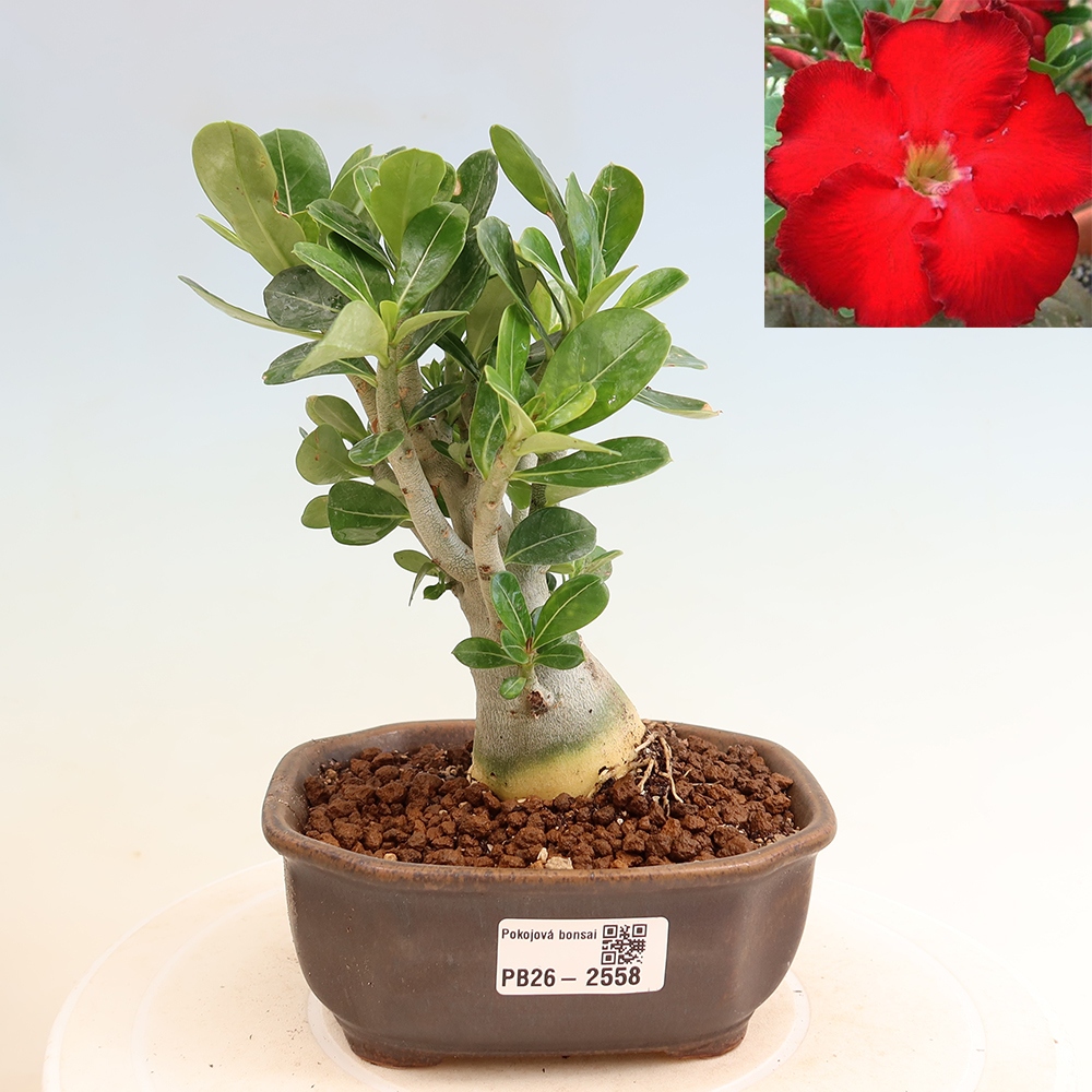 Izba bonsai – Adenium obesum Red Star – Púštna ruža