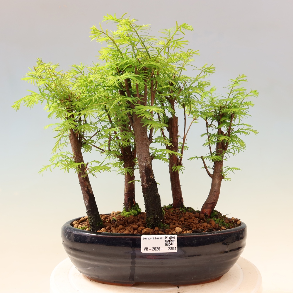 Vonkajší bonsai – Metasequoia glyptostroboides – čínska metasekvoja – hájik