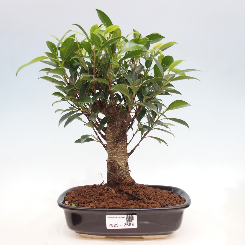 Izbová bonsai - Ficus retusa - malolistá fikus