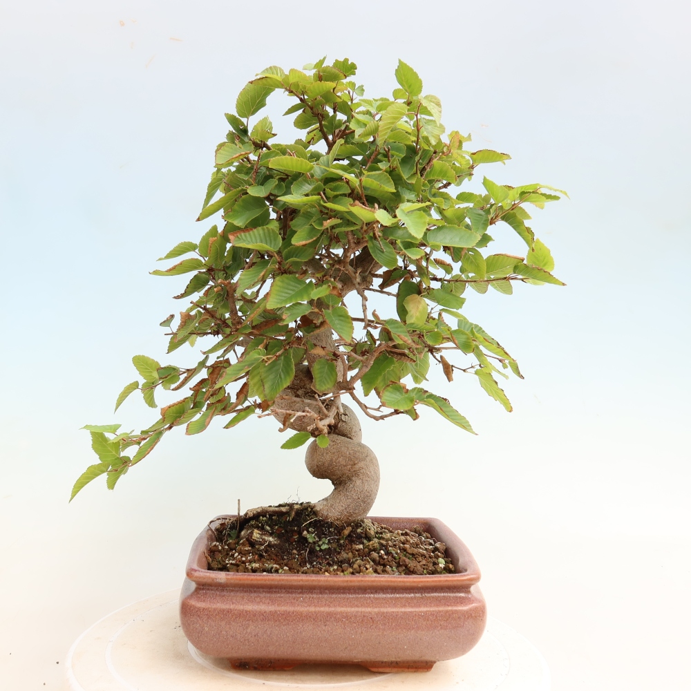 Vonkajšie bonsaje -Carpinus CARPINOIDES - Hrab kórejský
