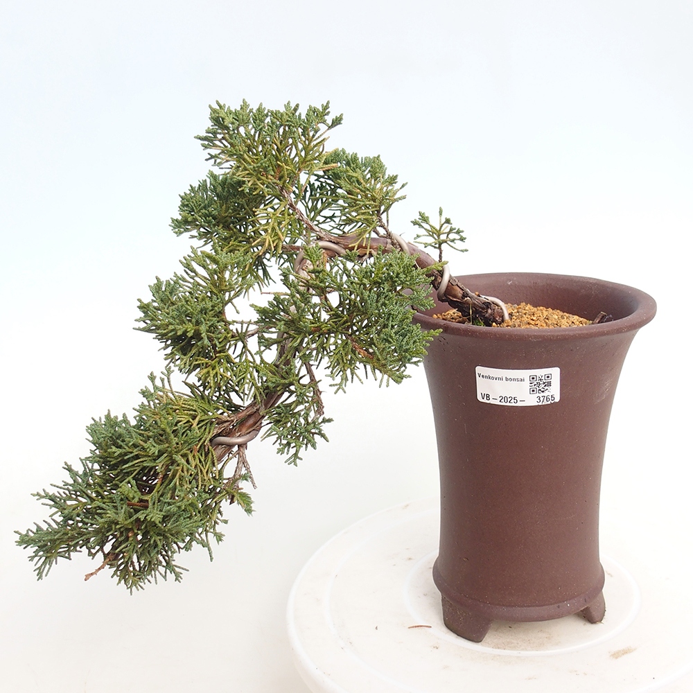 Vonkajší bonsaj - Juniperus chinensis Kishu