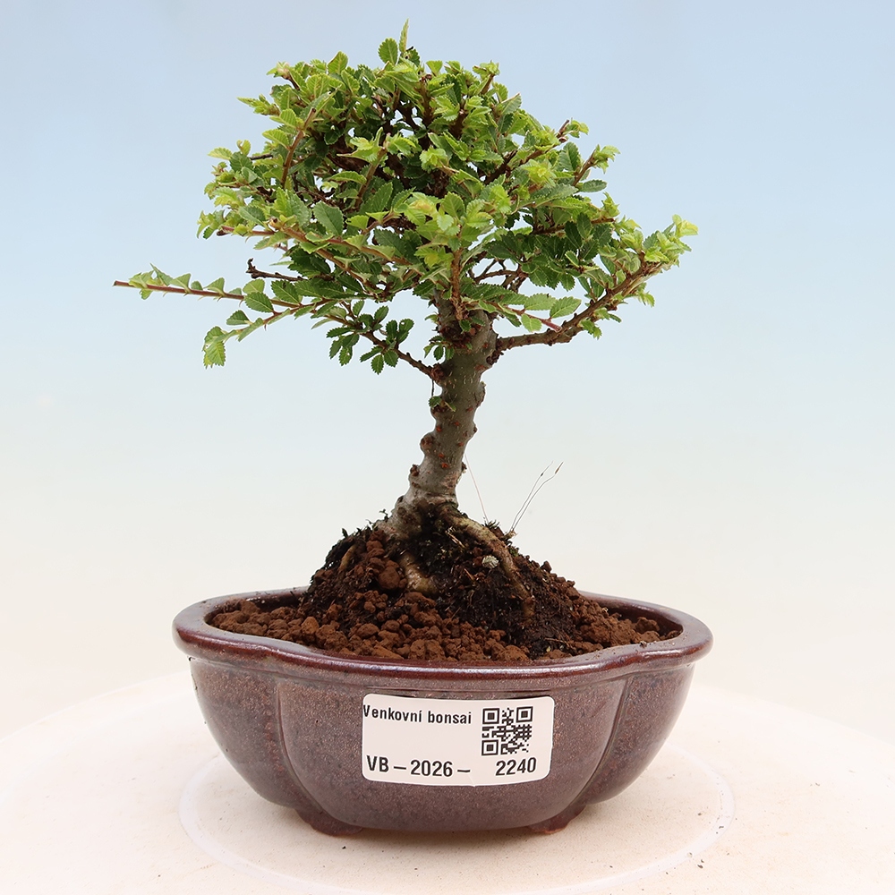 Vonkajší bonsai – Ulmus parvifolia Sagei – javor malolistý
