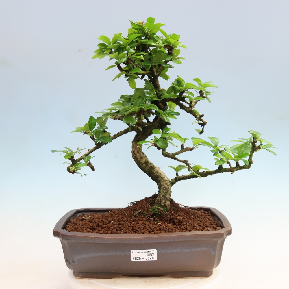 Izbové bonsaje - Carmona macrophylla - Tea fuki