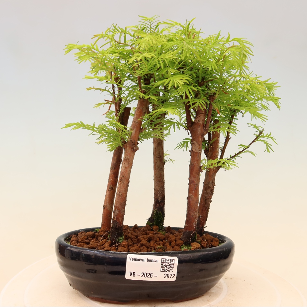 Vonkajší bonsai – Metasequoia glyptostroboides – čínska metasekvoja – hájik