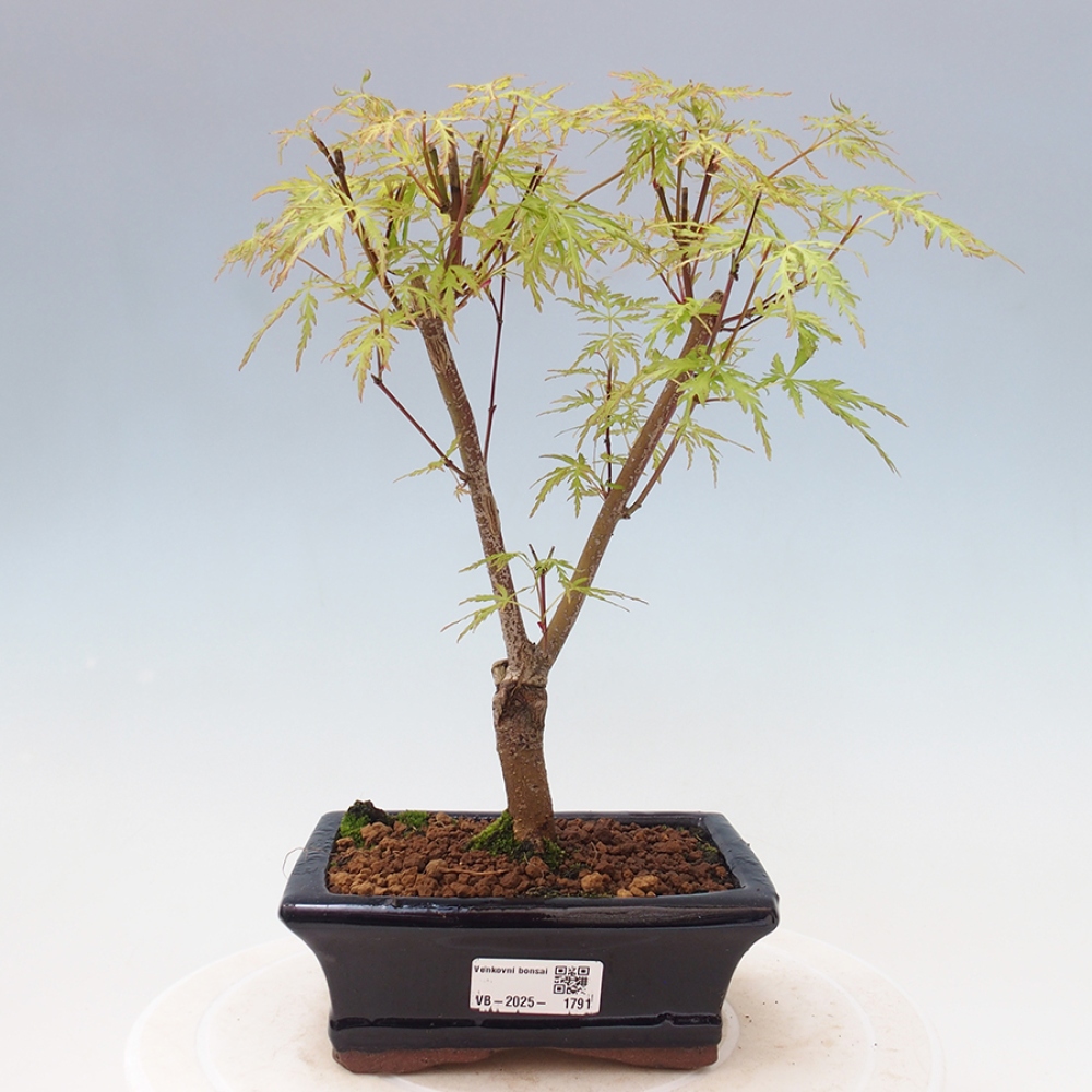 Vonkajšie bonsai - Acer palmatum Dissectum - Javor dlaňolistý 
