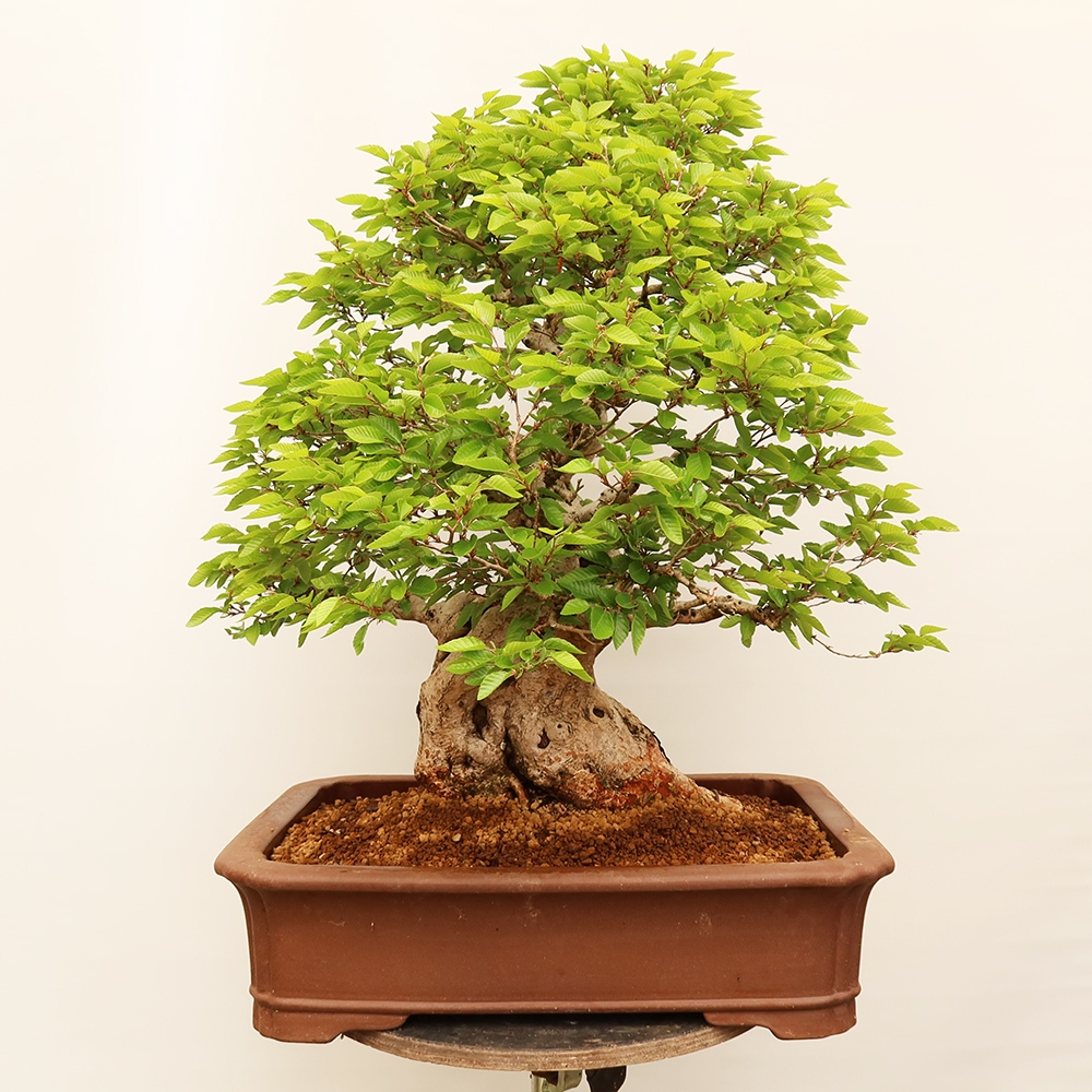 Vonkajší bonsai -Carpinus Coreana - Hrab kórejský