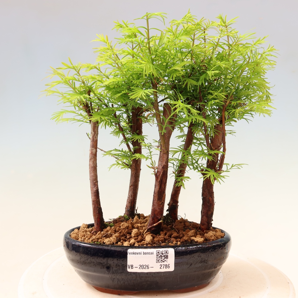 Vonkajší bonsai – Metasequoia glyptostroboides – čínska metasekvoja – hájik