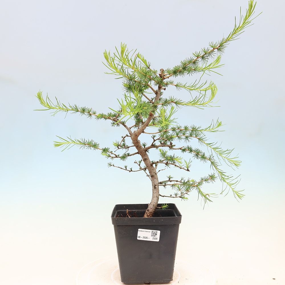 Vonkajšie bonsaje -Larix decidua - Smrekovec