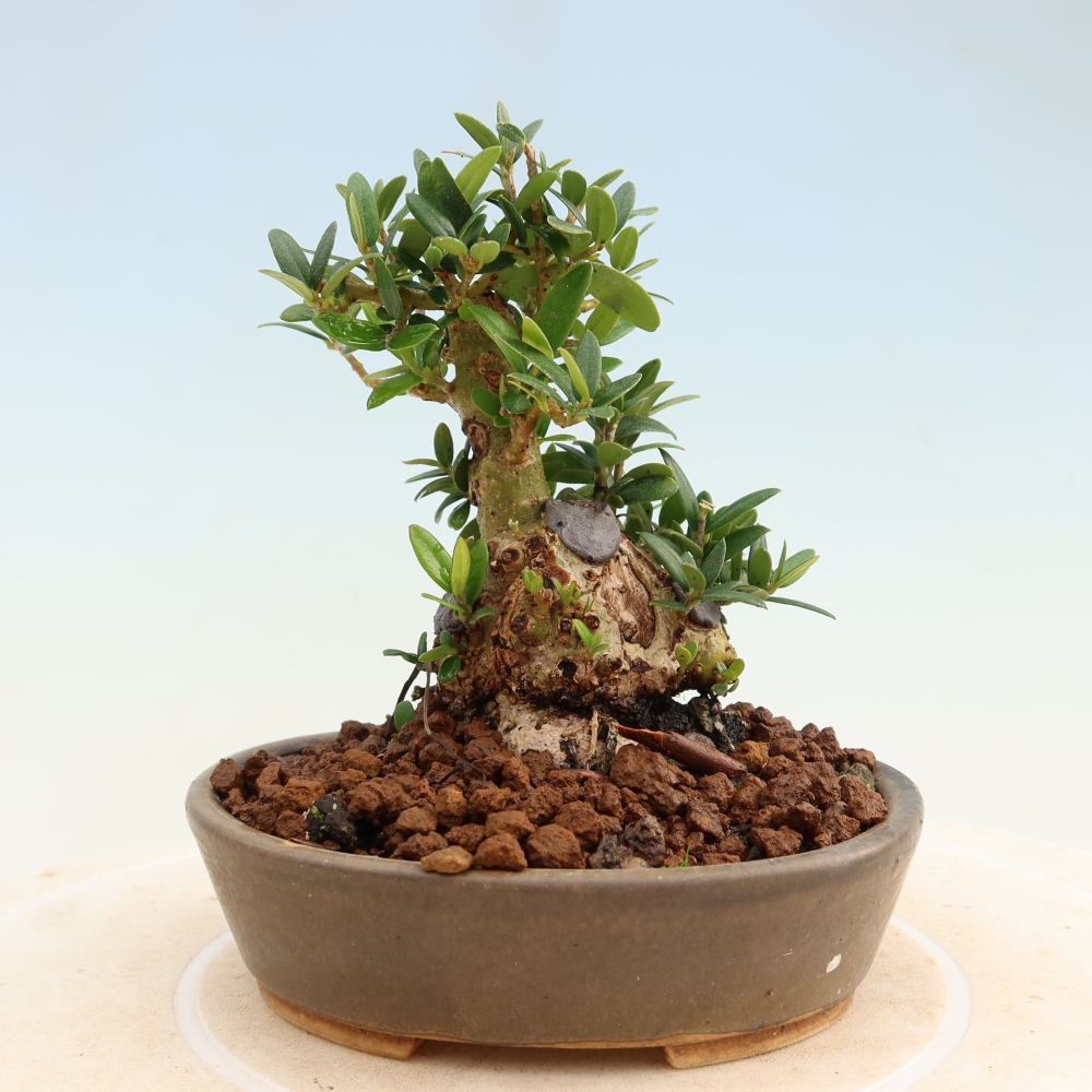 Izbový bonsaj - Olea europaea sylvestris
